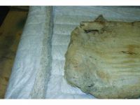 Polstermaterial Rücksitzbank, Coupe - Cabriolet Polstermaterial Rücksitzbank, Coupe - Cabriolet